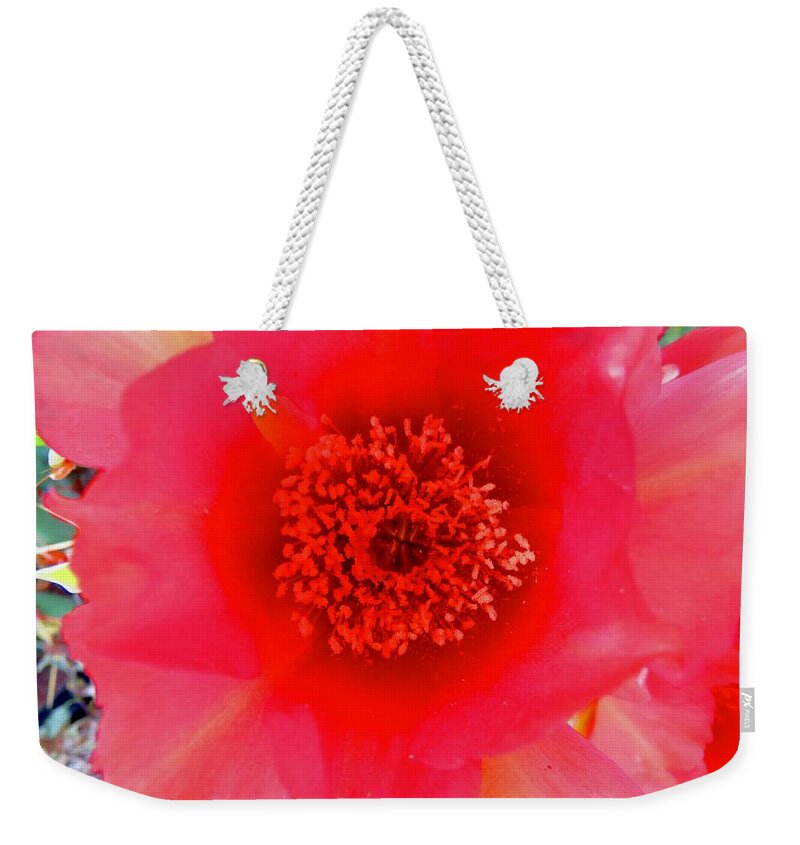 Arizona Weekender Tote Bag featuring the photograph Red Prickly Pear Bloom 2 by Judy Kennedy