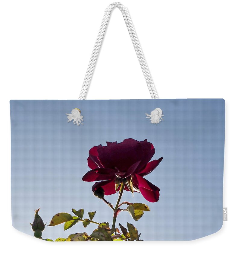 Botanical Weekender Tote Bag featuring the photograph Red Rose Morning by Richard Thomas