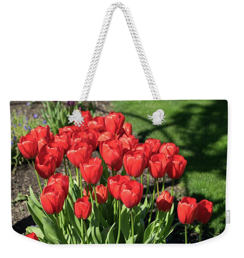 Red; Tulips; Springtime; Flowers; Bouquet; Skagit County; Spring; Farm; Fertile; Crops; Agriculture; Mt Vernon; Farmland; Plant; Grow; Cultivate; Harvest; Rural; Beauty; Washington; Skagit County Weekender Tote Bag featuring the photograph Red Royalty by Tom Cochran