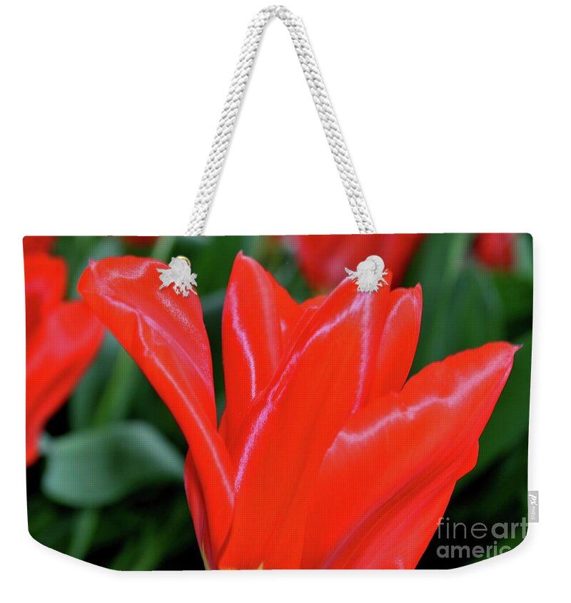 Flowers Weekender Tote Bag featuring the photograph Red Satin by Sheila Ping