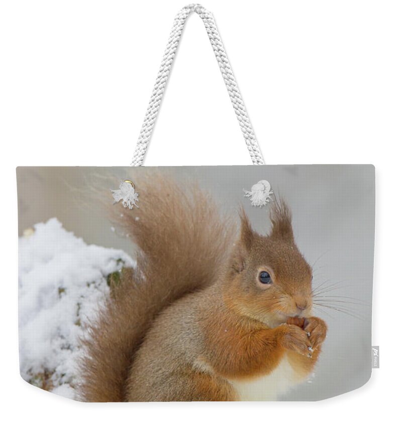 Red Weekender Tote Bag featuring the photograph Red Squirrel In The Snow Side On by Pete Walkden
