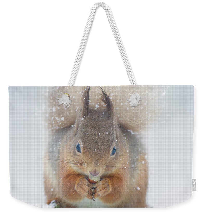 Red Weekender Tote Bag featuring the photograph Red Squirrel Nibbles A Nut In The Snow by Pete Walkden
