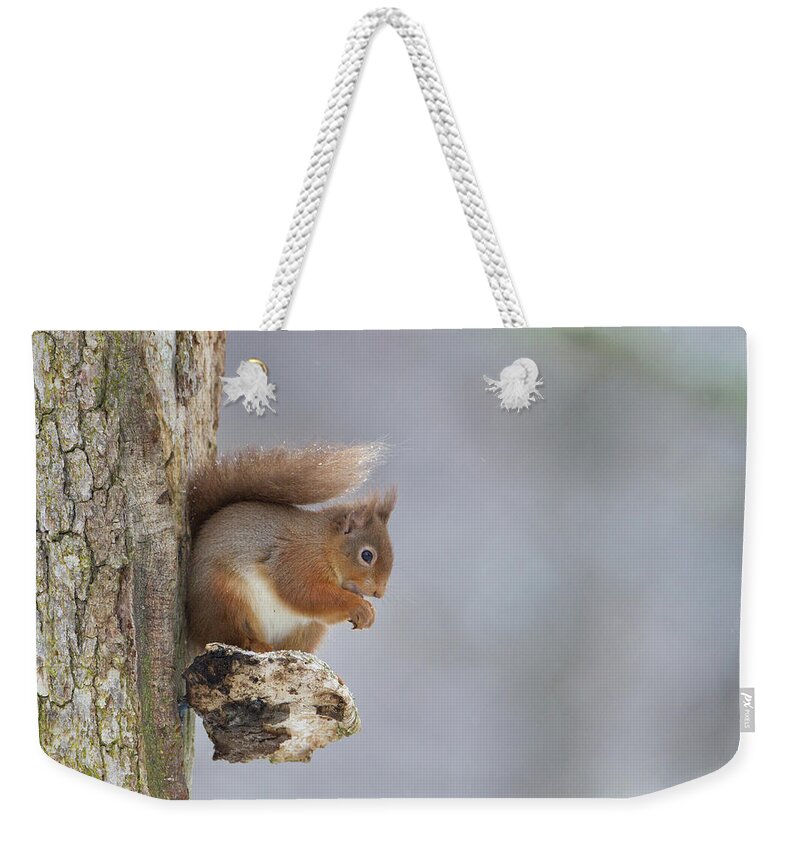 Red Weekender Tote Bag featuring the photograph Red Squirrel On Tree Fungus by Pete Walkden