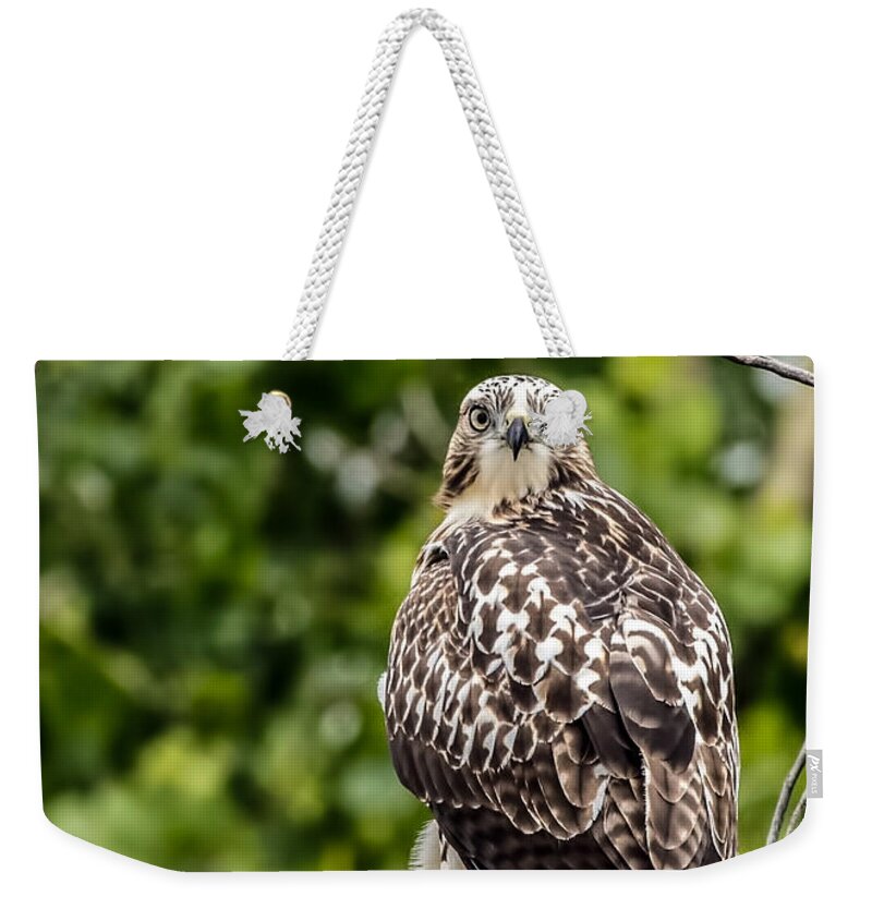 Animals Weekender Tote Bag featuring the photograph Red-tailed Hawk Light Morph by Dawn Key