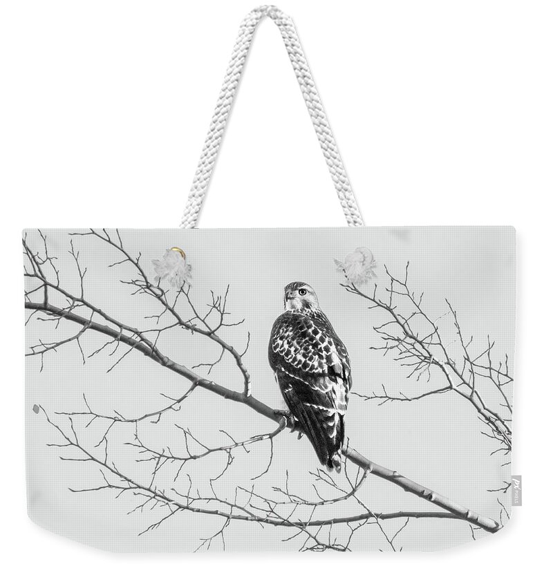 2017 Weekender Tote Bag featuring the photograph Red-tailed Hawk on Perch by Cary Leppert