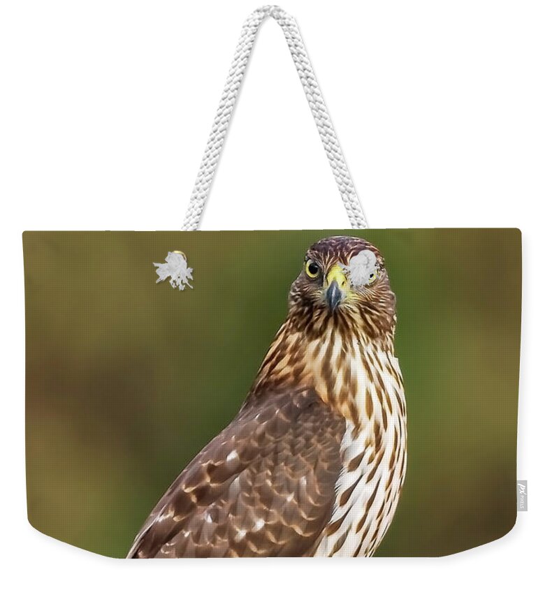 Amelia Island Weekender Tote Bag featuring the photograph Red-Tailed Hawk by Peter Lakomy