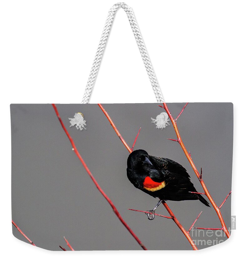 Red-winged Blackbird Weekender Tote Bag featuring the photograph Red Twigs by Jim Garrison