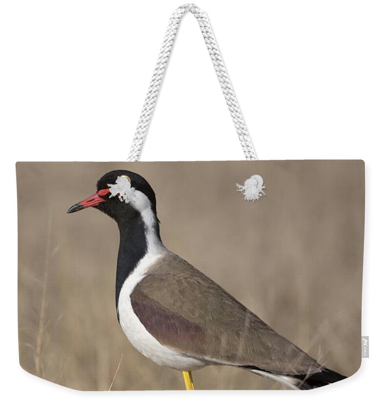 Red-wattled Lapwing Weekender Tote Bag featuring the photograph Red-wattled Lapwing by Bernd Rohrschneider/FLPA