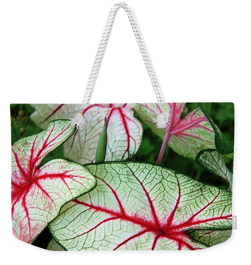 Caladium Weekender Tote Bag featuring the photograph Red White and Green by Suzanne Gaff
