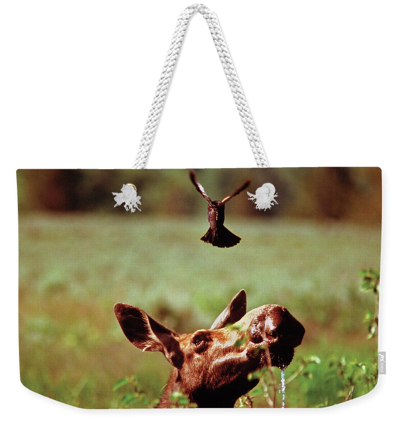 Moose Weekender Tote Bag featuring the photograph Red-Winged Blackbird Attacking Moose by Ted Keller