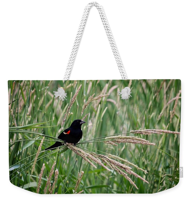 Red-winged Blackbird Weekender Tote Bag featuring the photograph Red-winged Blackbird by LeAnne Perry