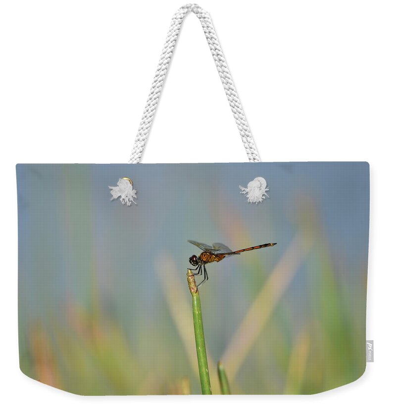 Dragonfly Weekender Tote Bag featuring the photograph Reddish Dragonfly on a Grassy Blue Background by Artful Imagery