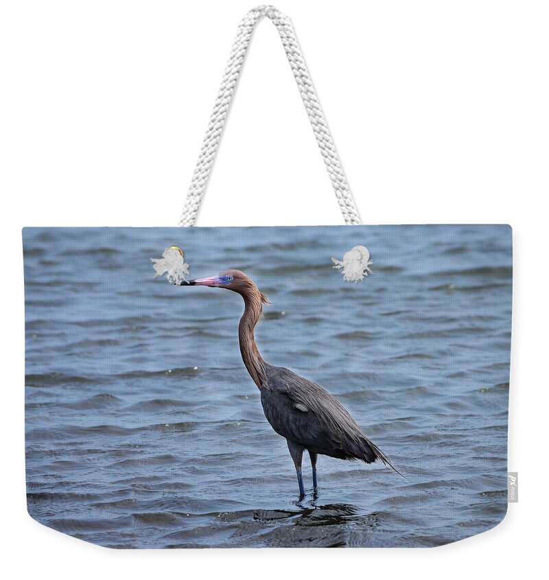 Birds Of South Texas Weekender Tote Bag featuring the photograph Reddish Egret - Dark Morph by Debra Martz