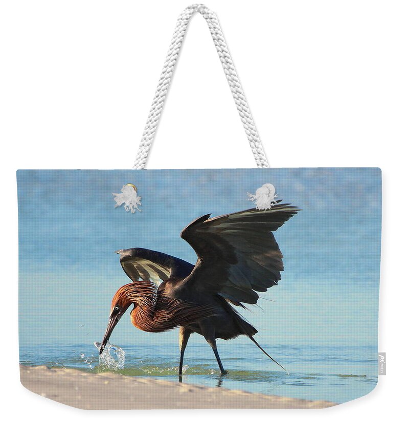 Reddish Egret Weekender Tote Bag featuring the photograph Reddish Egret nabs a Fish by Barbara Bowen
