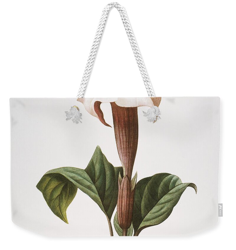 1833 Weekender Tote Bag featuring the photograph Redoute: Datura, 1833 by Granger
