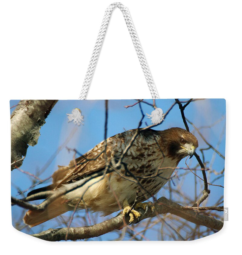 Wildlife Weekender Tote Bag featuring the photograph Redtail Among Branches by William Selander