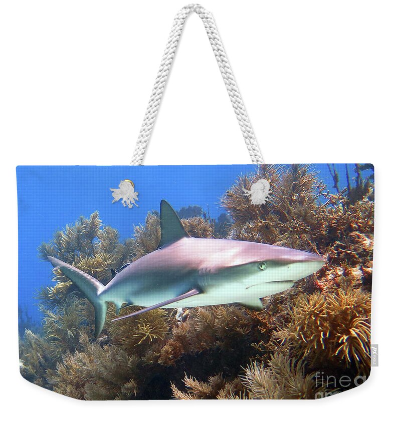 Underwater Weekender Tote Bag featuring the photograph Reef Shark by Daryl Duda