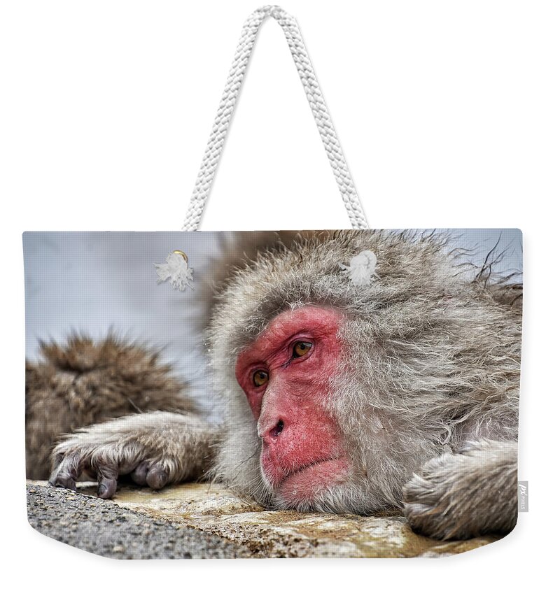 Snow Monkey Weekender Tote Bag featuring the photograph Relax by Kuni Photography