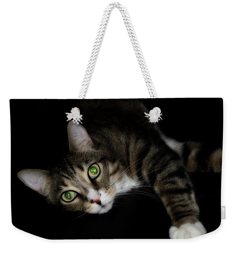 Cat Weekender Tote Bag featuring the photograph Relaxation by Mike Eingle