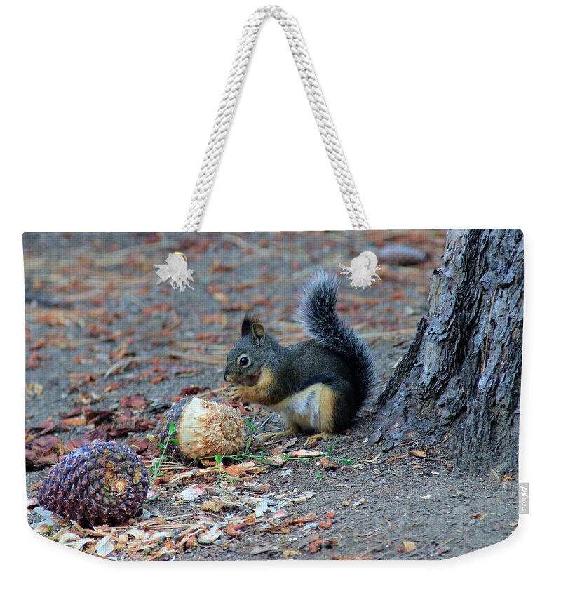 Squirrel.tree Weekender Tote Bag featuring the photograph Remember To Chew Your Food by Sean Sarsfield
