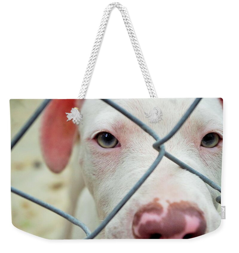 Dog Weekender Tote Bag featuring the photograph Rescue Me by Stoney Lawrentz