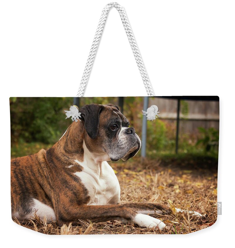 Age Weekender Tote Bag featuring the photograph Resting Boxer by Travis Rogers