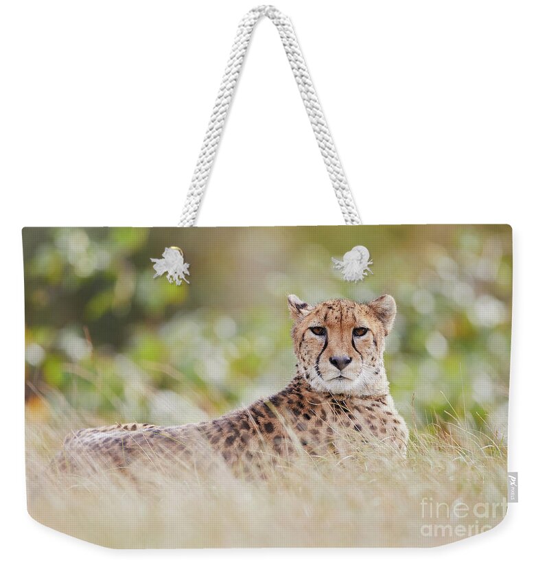 Africa Weekender Tote Bag featuring the photograph Resting Cheetah by Nick Biemans