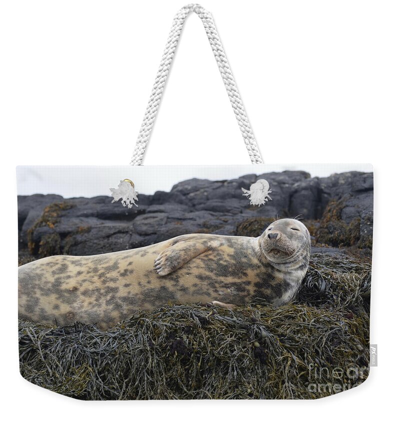 Seal Weekender Tote Bag featuring the photograph Resting Gray Seal on Seaweed by DejaVu Designs