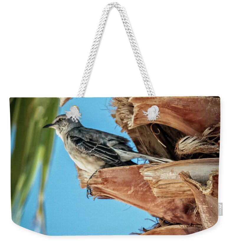 Arizona Weekender Tote Bag featuring the photograph Resting Mockingbird by Robert Bales