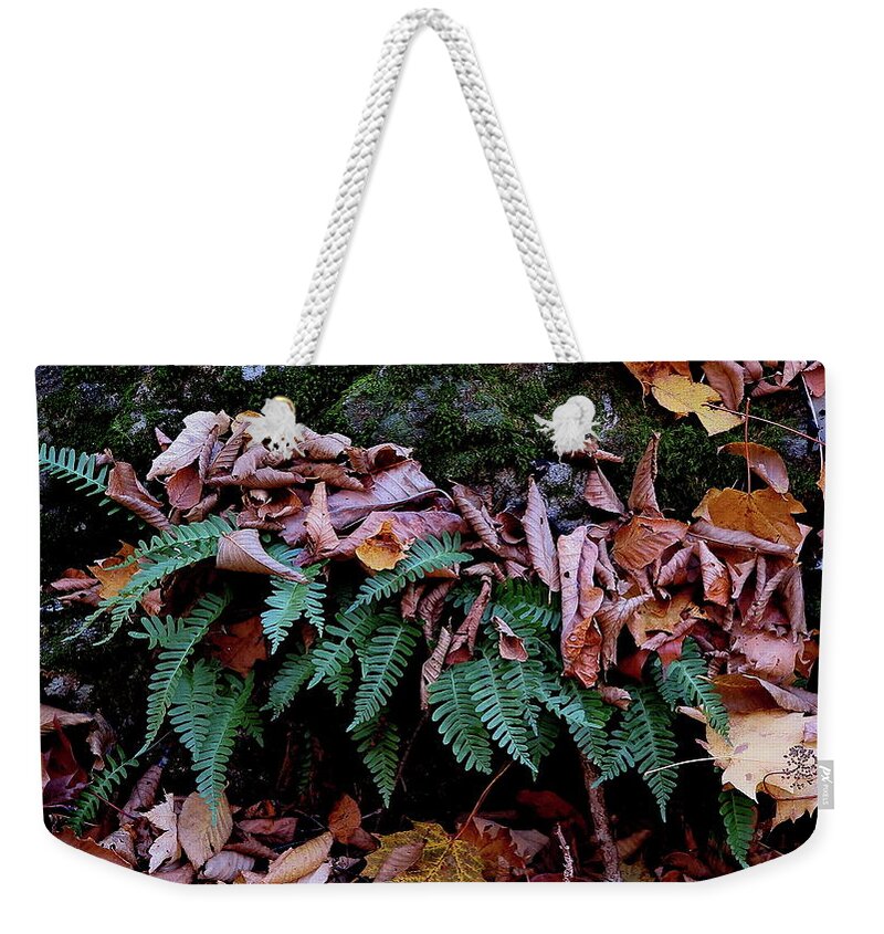 Fern Weekender Tote Bag featuring the photograph Resurrection Fern Along The Appalachian Trail by Daniel Reed