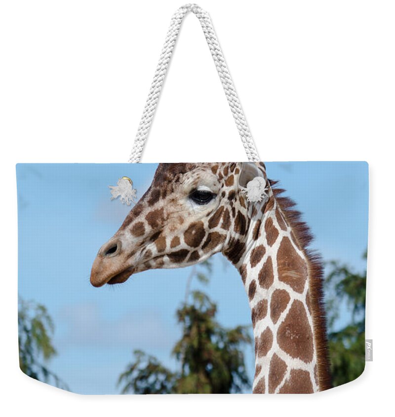 Giraffe Weekender Tote Bag featuring the photograph Reticulated giraffe by Steev Stamford