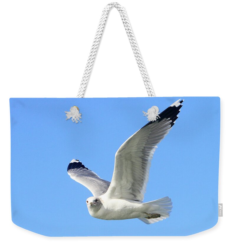 Sea Gull Weekender Tote Bag featuring the photograph Ring Billed Gull 2 by Shoal Hollingsworth