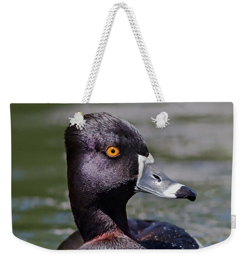 Mark Miller Photos Weekender Tote Bag featuring the photograph Ring-necked Duck Portrait by Mark Miller
