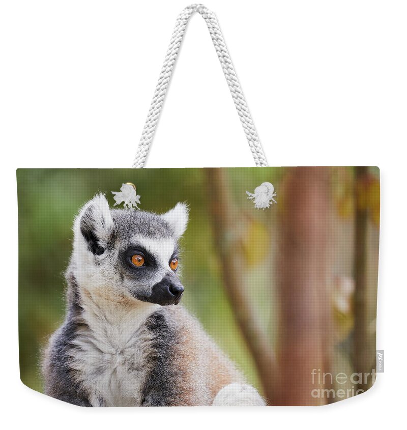 Animal Weekender Tote Bag featuring the photograph Ring-tailed lemur closeup by Nick Biemans