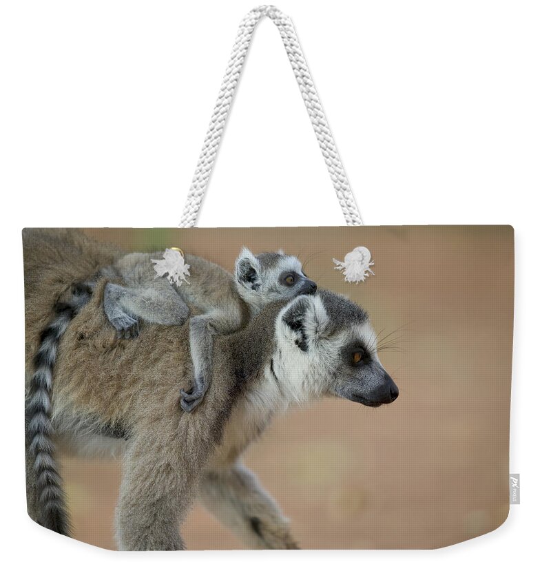 00462554 Weekender Tote Bag featuring the photograph Ring-tailed Lemur Mom And Baby by Cyril Ruoso