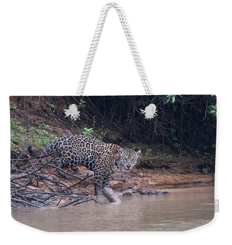 River Weekender Tote Bag featuring the photograph Riverbank Jaguar by Wade Aiken