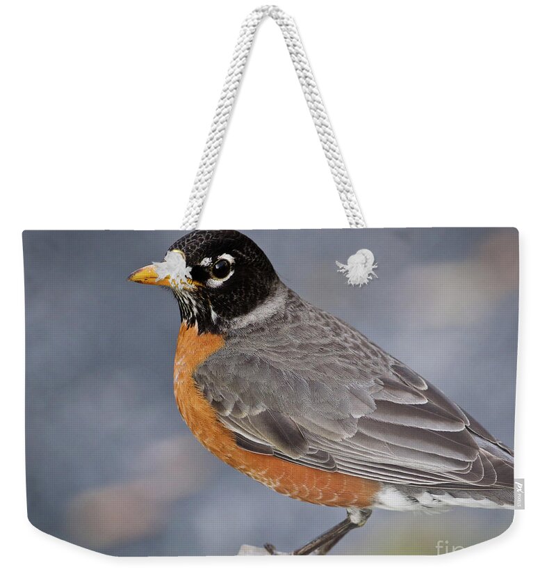 Robin Weekender Tote Bag featuring the photograph Robin by Douglas Stucky