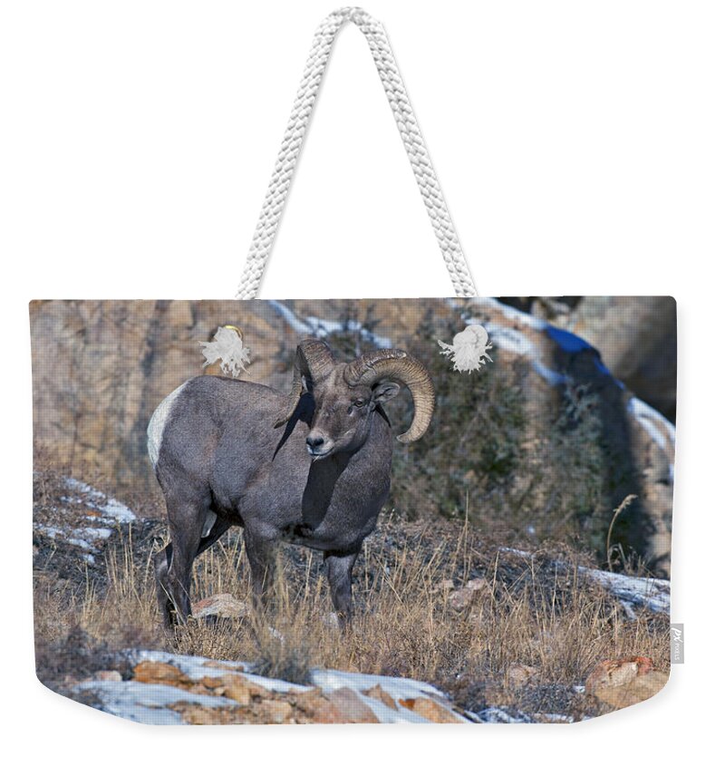 Rocky Mountain Big Horn Ram Weekender Tote Bag featuring the photograph Rocky Mountain Big Horn Ram by Gary Langley