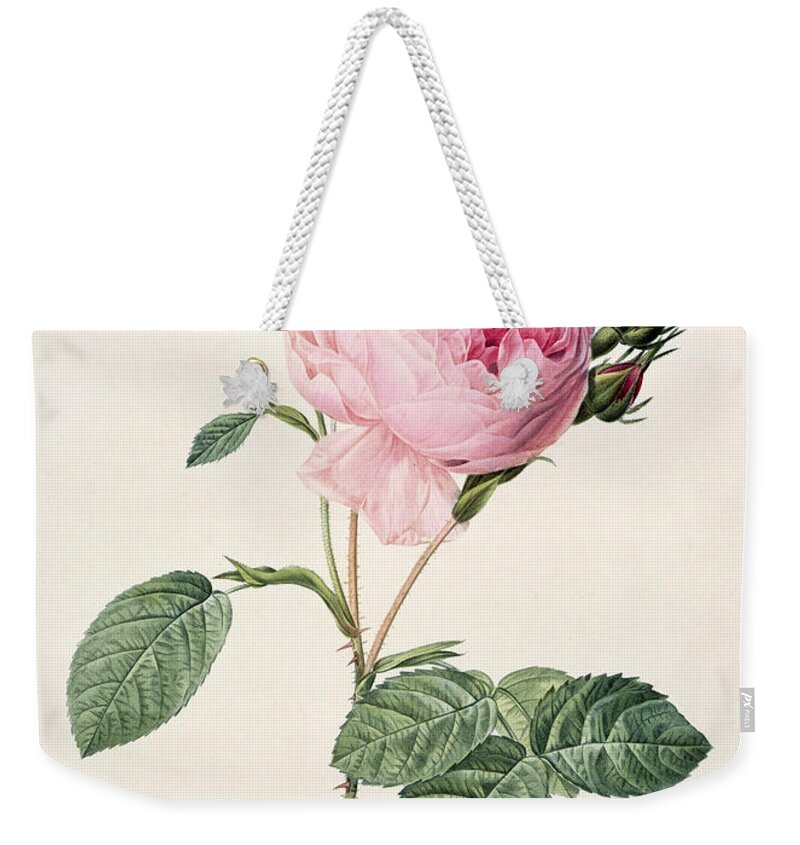 Rosa Weekender Tote Bag featuring the drawing Rosa Centifolia by Pierre Joseph Redoute