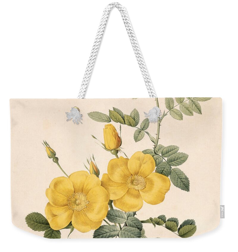 Rosa Weekender Tote Bag featuring the drawing Rosa Eglanteria by Pierre Joseph Redoute