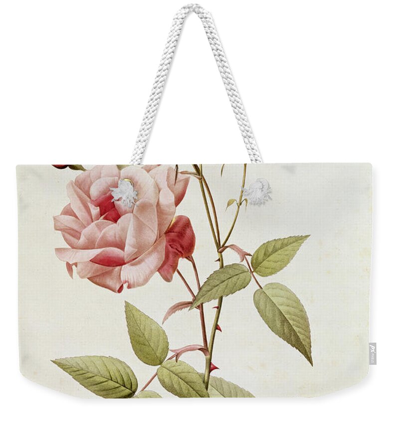 Rosa Weekender Tote Bag featuring the painting Rosa Indica Vulgaris by Pierre Joseph Redoute
