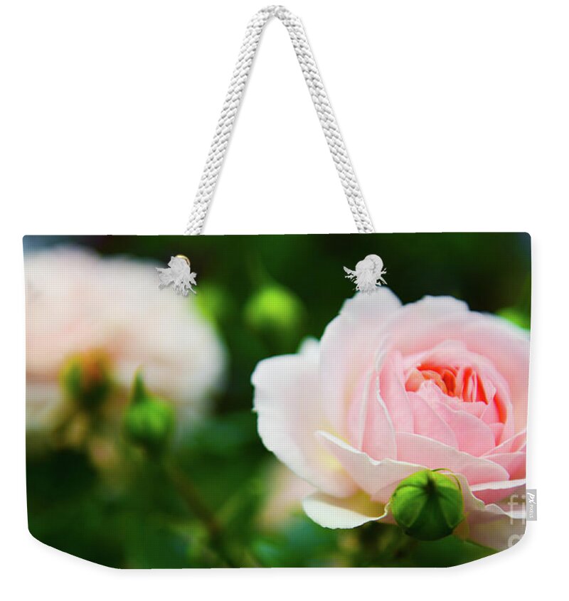 Rose Weekender Tote Bag featuring the photograph Rose 2 by Kevin Williams