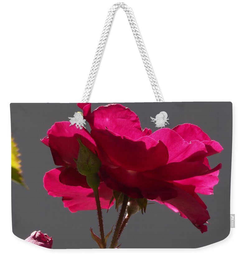 Botanical Weekender Tote Bag featuring the photograph Rose Backlight by Richard Thomas