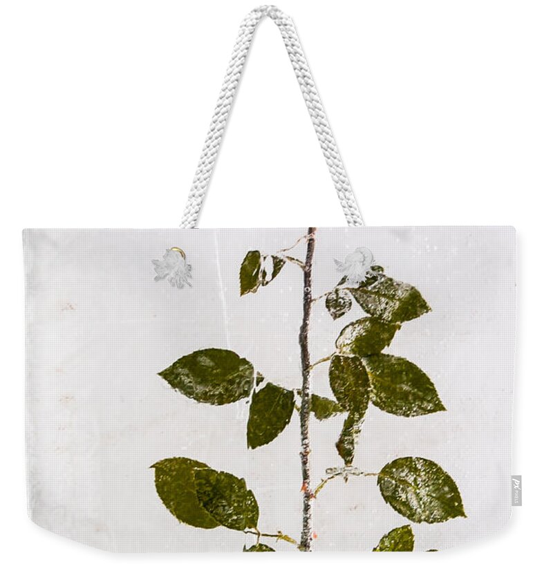 Austria Weekender Tote Bag featuring the photograph Rose Frozen Inside Ice by John Wadleigh
