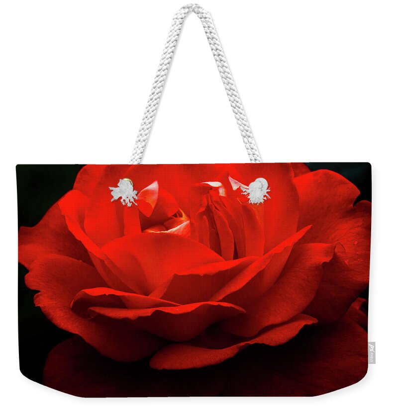 Rose Weekender Tote Bag featuring the photograph Rose of Bern by Carrie Hannigan