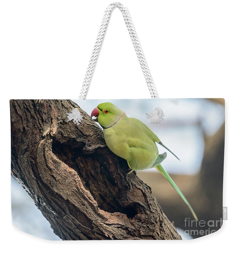 Bird Weekender Tote Bag featuring the photograph Rose-ringed Parakeet 03 by Werner Padarin