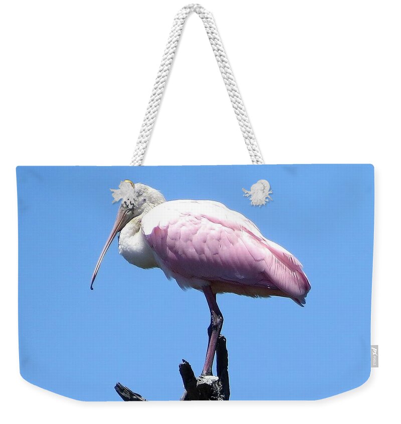 Birds Weekender Tote Bag featuring the photograph Roseate Spoonbill on Perch by Ellen Meakin