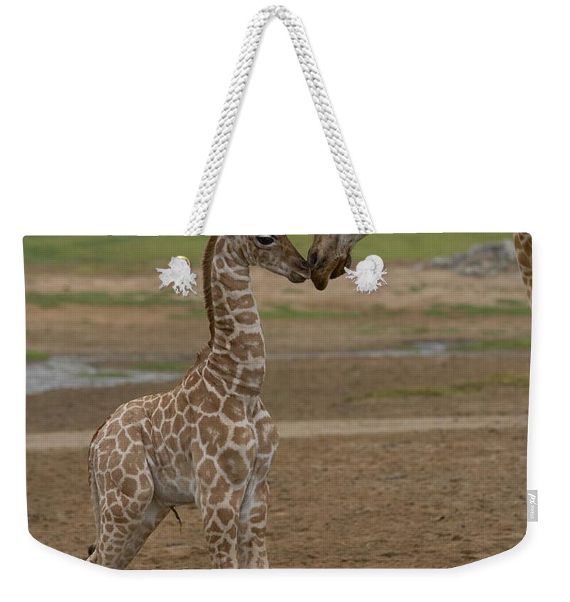 Mp Weekender Tote Bag featuring the photograph Rothschild Giraffe Giraffa by San Diego Zoo