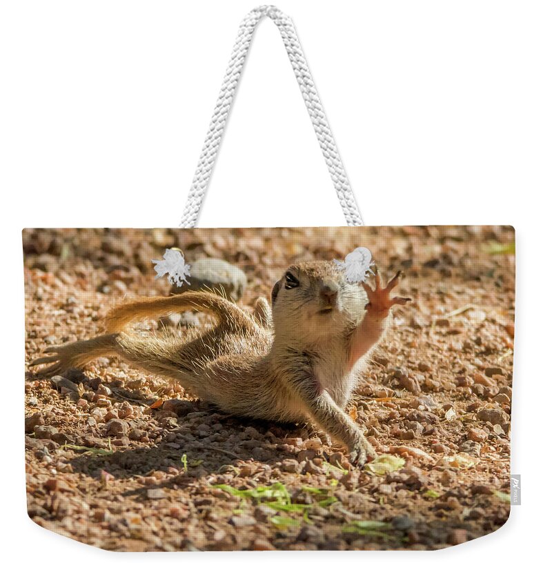 Round-tailed Weekender Tote Bag featuring the photograph Round-tailed Ground Squirrel Stretch by Tam Ryan