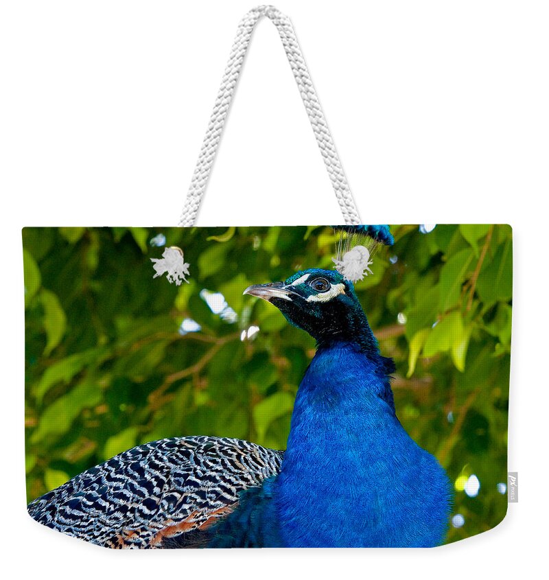 Avian Weekender Tote Bag featuring the photograph Royal Bird by Christopher Holmes